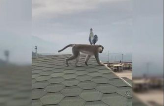 Firari maymun Denizli turuna çıktı