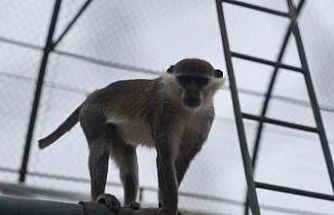 Firari maymun ikinci kez yakalanarak koruma altına alındı