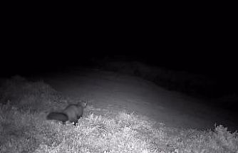 Ganos Dağları’nda fotokapana sansar takıldı