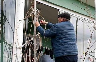Geçen yıl don vurmuştu, Yozgatlı üzüm üreticisi bu yıl umutlu