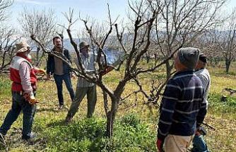 Geçtiğimiz yıl yaşanan zirai donun etkisi ağaçlarda sürüyor