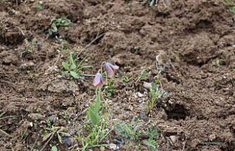 Gediz MYO kampüsünde sürpriz ’Ters Lale’