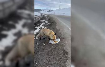 Gezen tilki nasibini buldu