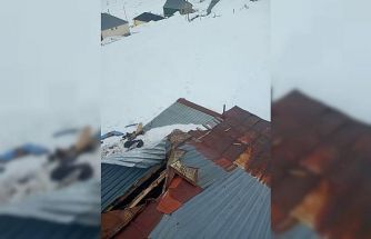 Gümüşhane yaylalarında ayı dehşeti devam ediyor