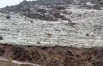 Hakkari yolunda dağ keçileri görüntülendi