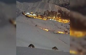 Hakkari’de masalsı şehir görüntüsü eşliğinde tilkilerin oyunu