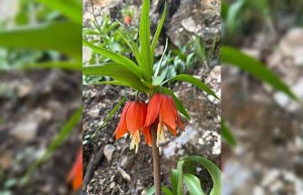 Hakkari’de ters laleler çiçek açtı