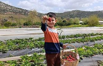 Hasadı çiftçi değil, vatandaş yaptı
