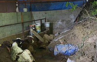 Hatay’da heyelanda önü toprakla dolan ahırda hayvanlar mahsur kaldı