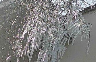 Hava sıcaklığı eksi 10’a düştü, ağaç dalları dondu