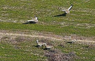 Havaların ısınmasıyla Muş’a toy kuşları gelmeye başladı