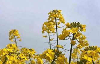 Hayrabolu’da bu yıl 21 bin dekar alanda kanola ekimi yapıldı
