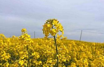 Hayrabolu’da çiçek açan ’Sarı Gelin’, rengiyle büyülüyor