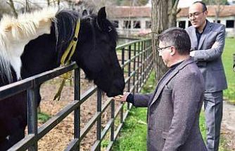 İlk tüp tay Balat 2 yaşında