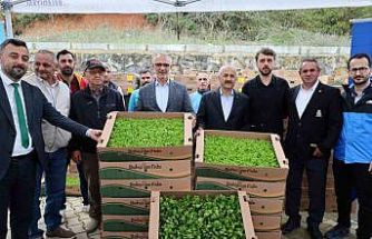 İşlenmeyen araziler üretime dönüyor: Çiftçilere yüzde 75 hibeli fide desteği