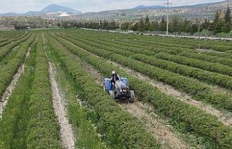 Isparta’da gül hasadı öncesi umutlar arttı: 13 bin ton rekolte bekleniyor