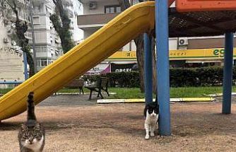 İzmir’de domuzlar sosyal hayatın parçası olmaya başladı