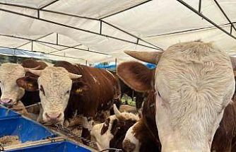 İzmir’de kurban pazarları kurulmaya başladı