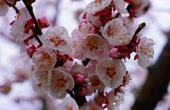 İznik çiçek bahçesine büründü