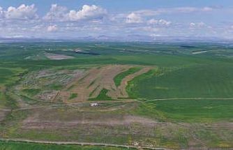 Jandarma eşliğinde ektiği 250 dönüm tarla iddiaya göre akrabaları tarafından ilaçlanarak kurutuldu