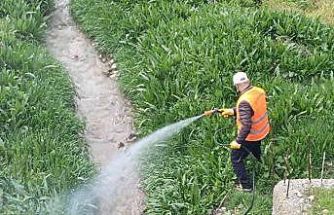 Kahta Belediyesi’nden haşerelere karşı yoğun mücadele