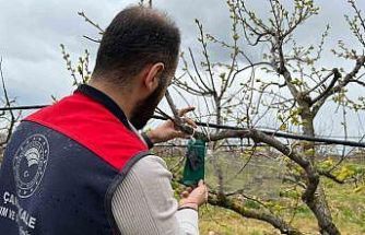 Kahverengi kokarca için tuzak takip çalışması