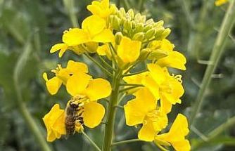 Kanola ilaçlamasında arıların korunması çağrısı