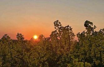 Kanola tarlalarında gün batımı manzarası