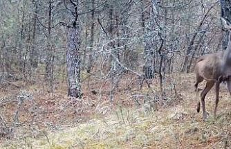 Karabük ormanlarının zarif sakinleri böyle görüntülendi