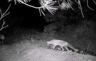 Karabük’te fotokapan yaban hayatını gözler önüne serdi