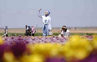 Karaman’da lale tarlasına ziyaretçi akını: 2 günde 30 bin kişi gezdi