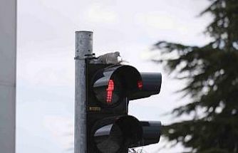 Karaman’ın en işlek kavşağındaki trafik lambasına yuva yapan kumru görenleri şaşırtıyor