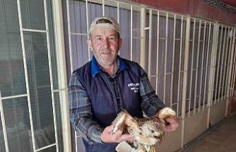 Karapınar’da yaralı kızıl şahin tedavi altına alındı