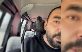 Karga önce sileceğe, sonra sürücünün omzuna kondu