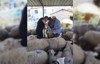 Karpuzlu’da küçükbaş hayvanlar kayıt altına alınıyor