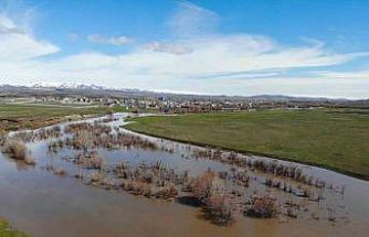 Kars Çayı taştı: Ağaçlar sular altında kaldı