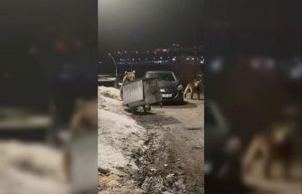 Kars’ta yerleşim bölgesine inen bozayılar çöpte yiyecek ararken görüntülendi