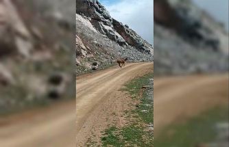 Kayalıklardan süzülen zarafet kameralarda