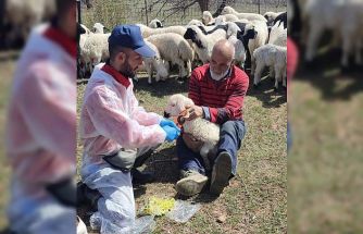 Kemah’ta küçükbaş hayvanlar aşılanarak küpeleniyor
