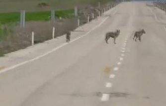 Kemah’ta kurt sürüsü cep telefonu kamerasına yansıdı