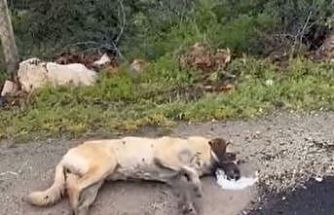 Kemerhisar’daki zehirlenme iddiaları üzerine valilik harekete geçti