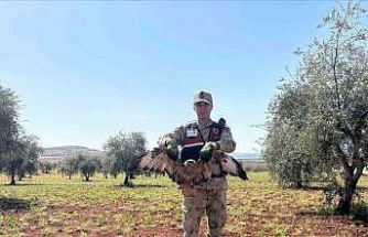 Kilis’te yaralı kızıl şahin bulundu