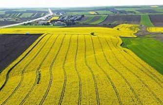 Kırklareli’nde kanola tarlaları sarıya büründü