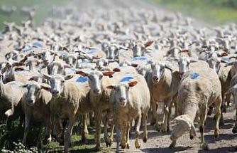 "Kırsalda Bereket Küçükbaşa Destek Projesi"nde son gün uyarısı