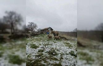 Kış uykusundan uyanan anne ayı yavruları ile yaylaya indi