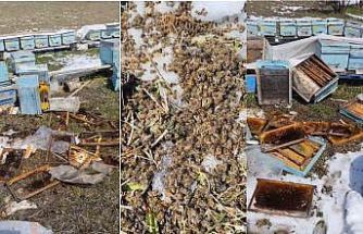 Kış uykusundan uyanan ayılar arılı kovanlara saldırdı