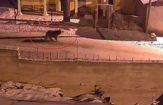 Kış uykusundan uyanan ayılar Bayburt’un köylerinde yiyecek aradı