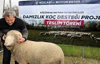 Kocaeli’de hayvancılığa "damızlık" dopingi