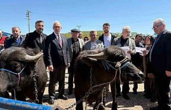 Kocaeli’deki manda yetiştiricilerine 3,4 milyon liralık destek