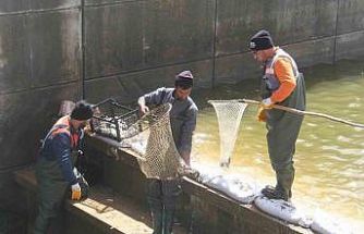 Konya’nın ’denizinde’ balıkları kurtarmak için zamanla yarış
